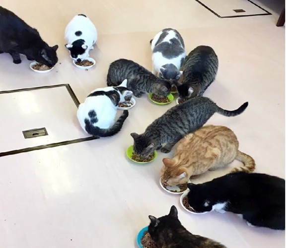 ごはんを食べるニャイダーハウスの猫たち