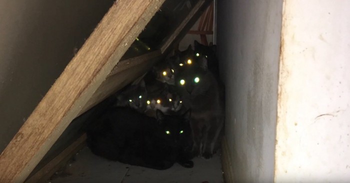 階段の下で目を光らせる猫たち