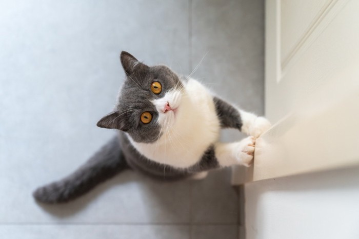 ドアに手をかけて立ち上がり上を見る猫