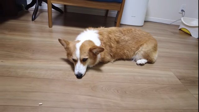 床に寝そべる犬