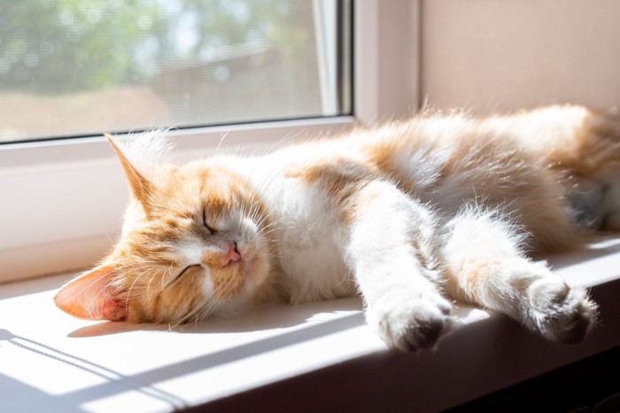 窓際で寝る猫
