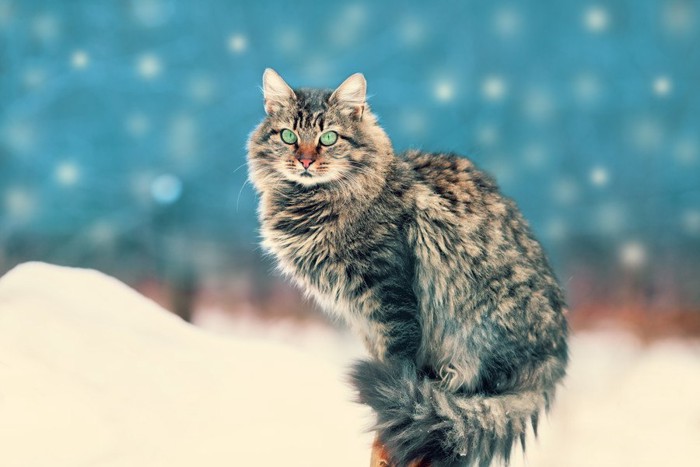 雪の中で佇む猫