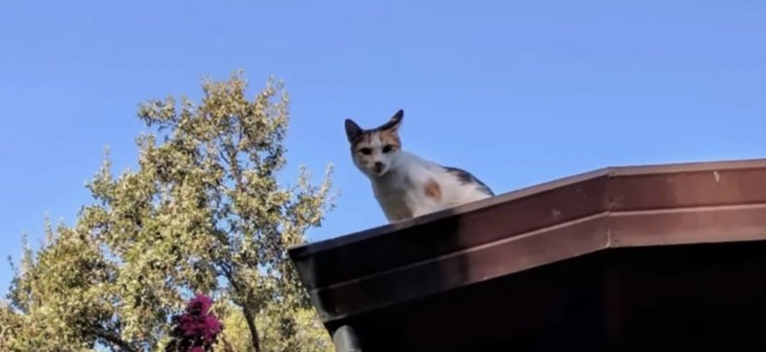 屋根の上に猫