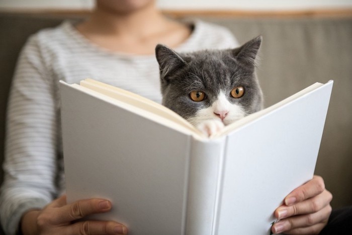 抱っこされて一緒に本を読む猫