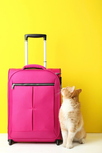 スーツケースと猫
