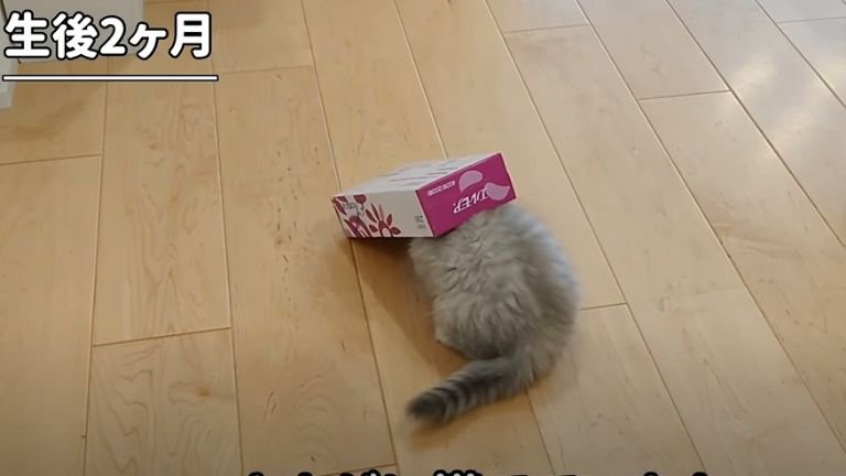 ティッシュ箱に頭を入れる子猫