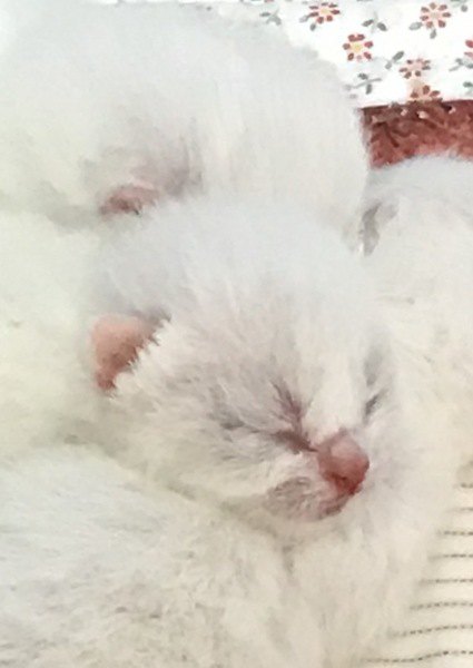 産まれたばかりの白猫の子猫