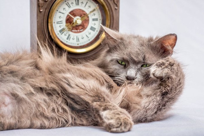 時計の前で横になる猫
