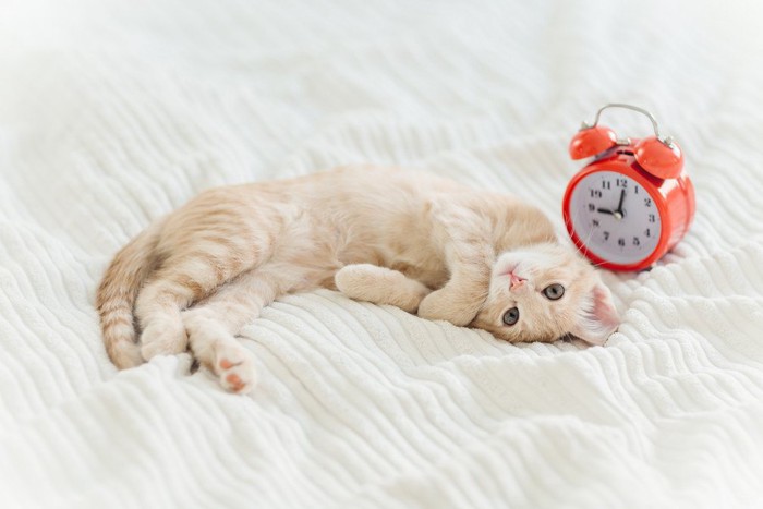 子猫と時計