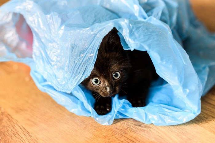 ビニール袋に潜る子猫