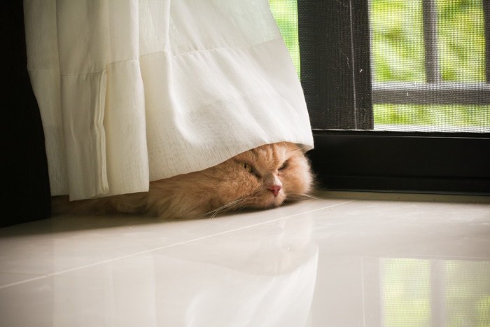 カーテンの下から顔を見せる猫