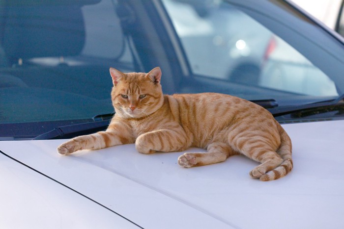 車の上の猫