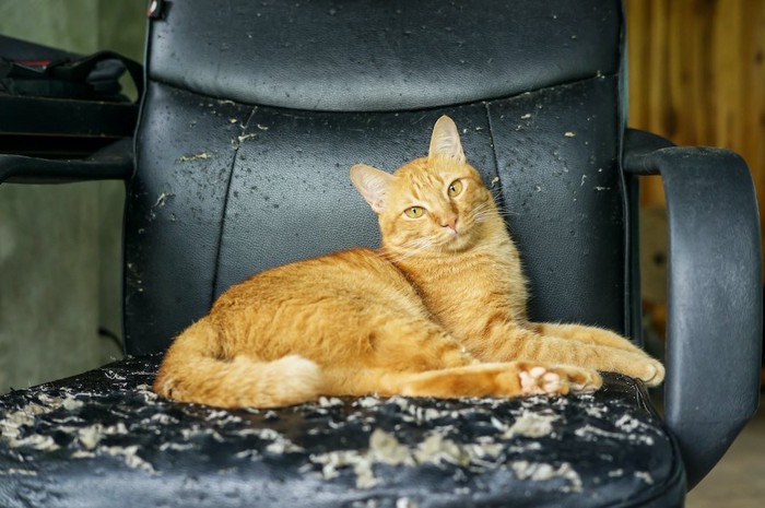 ボロボロの椅子に座る猫