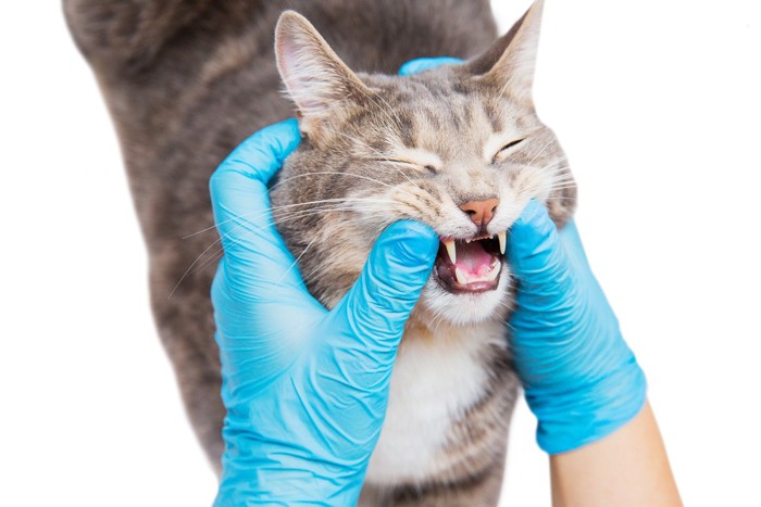 獣医師の先生に歯を見られる猫