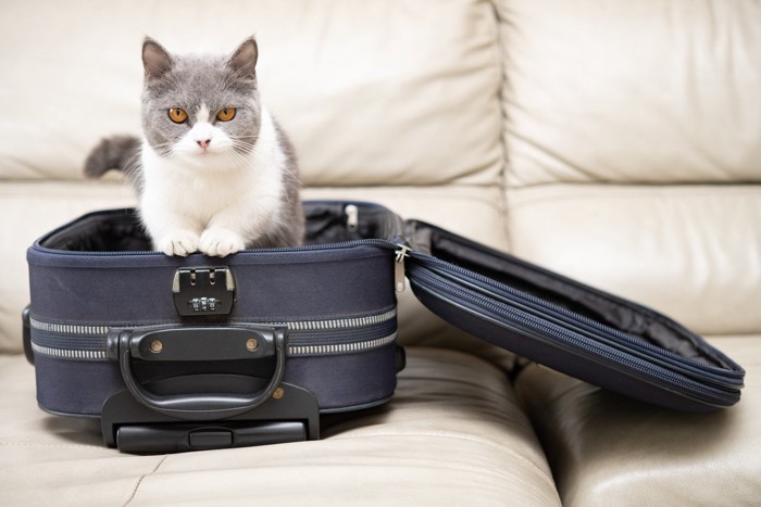 スーツケースと猫
