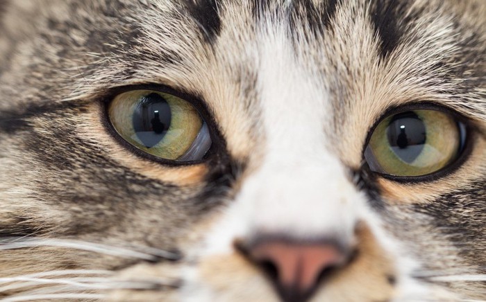 ヘーゼル色の瞳の猫