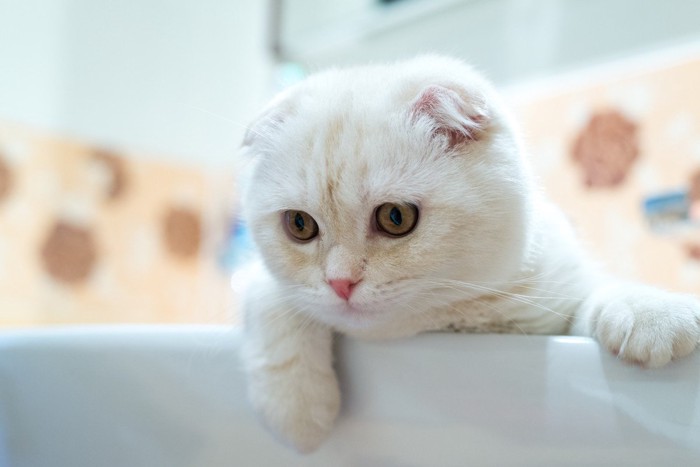 お風呂に来る猫