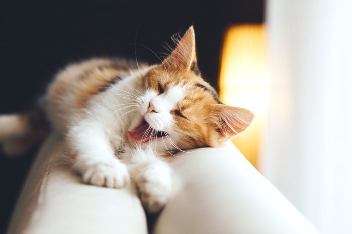 ソファーであくびをする猫