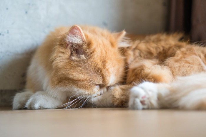 鼻を横腹につけて眠るオレンジ色の猫