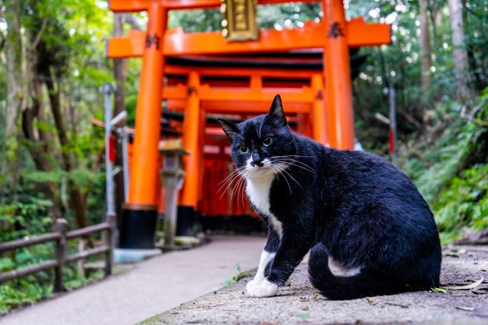 神社の鳥居前の猫