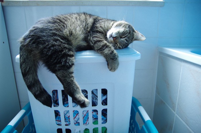洗濯物の蓋つきかごの上に乗る猫