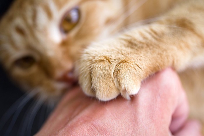 手に爪を立てる猫