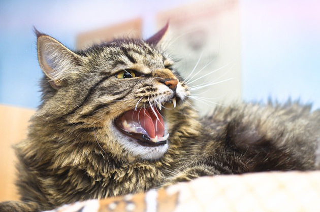 歯をむき出している猫