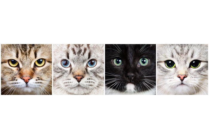 4匹の猫の顔
