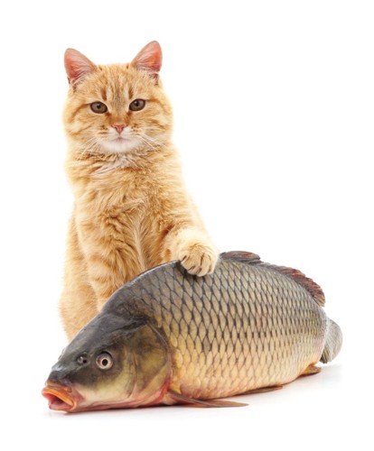 魚を触る猫