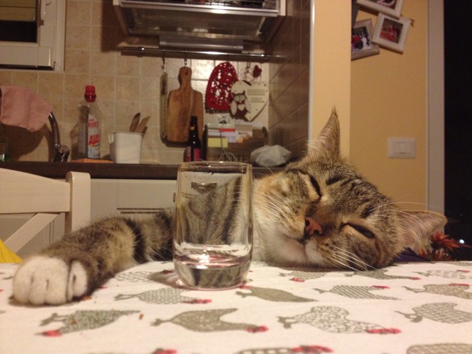 テーブルで寝る猫