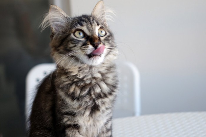 舌を出して見上げる猫
