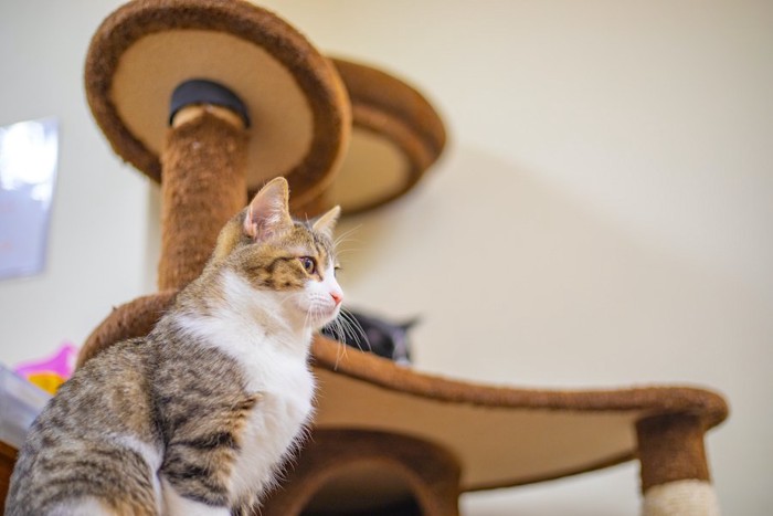 キャットタワーに座っている猫の横顔