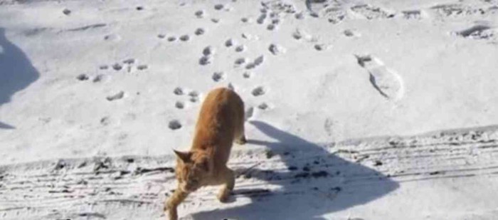 雪上を歩く猫