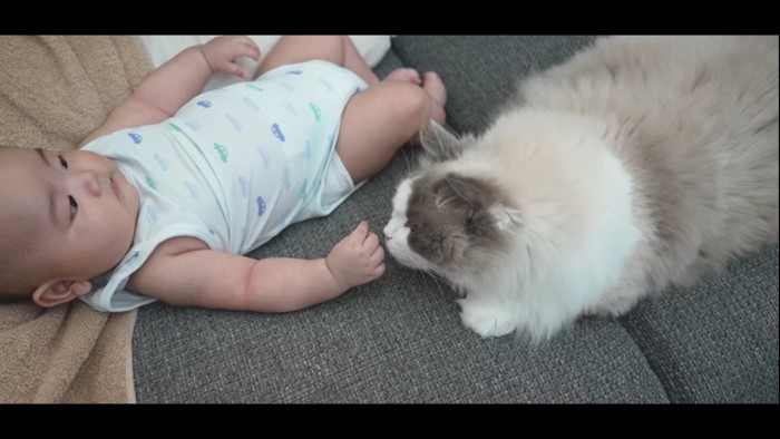 赤ちゃんの手に鼻を近づける猫