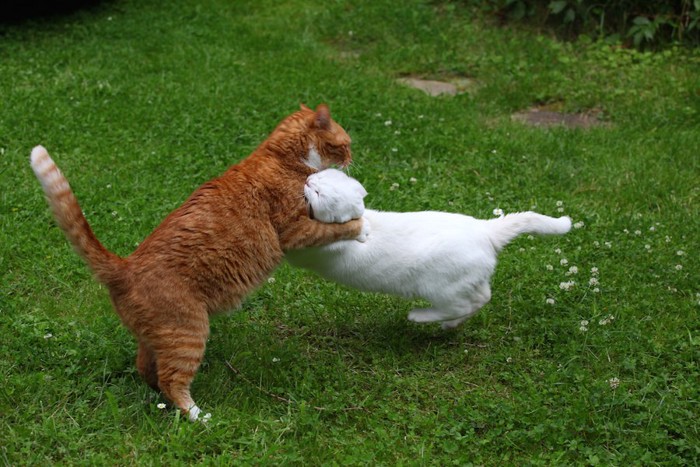 芝生の上で取っ組み合いの喧嘩をする猫