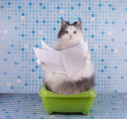 トイレに座って新聞を読む猫