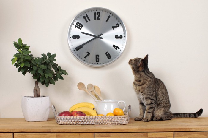 壁の時計を見上げる猫