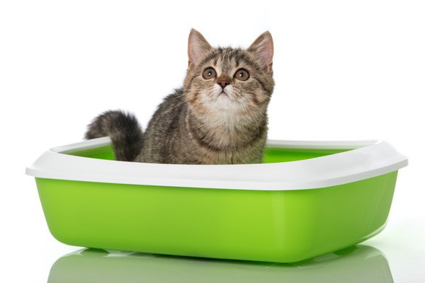 緑色のトイレから見上げる子猫