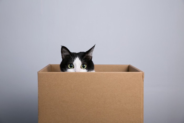箱から顔を覗かせる猫