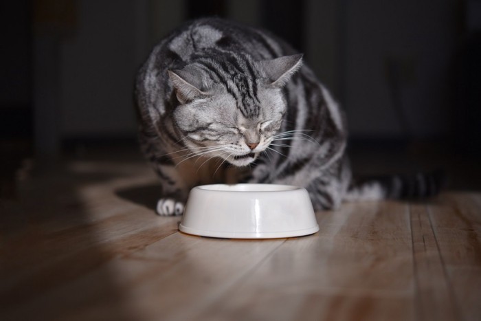 目を瞑りながらご飯を食べる猫