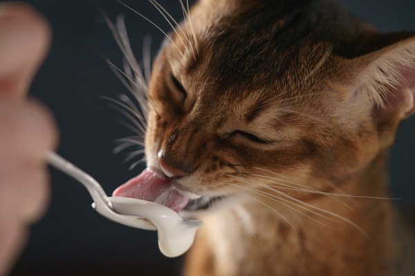 猫がヨーグルトを舐める