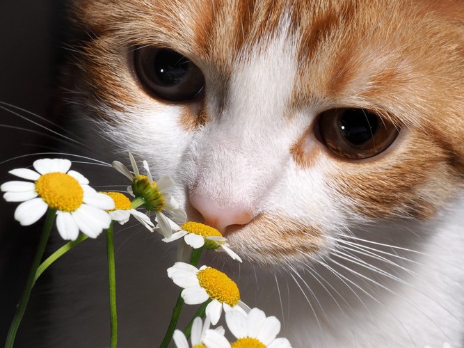 花の匂いをかぐ猫の顏のアップ