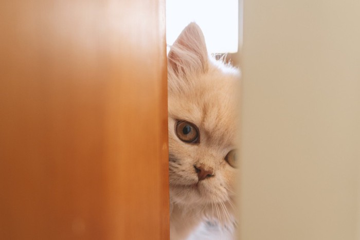 ドアの隙間から飼い主を探す猫