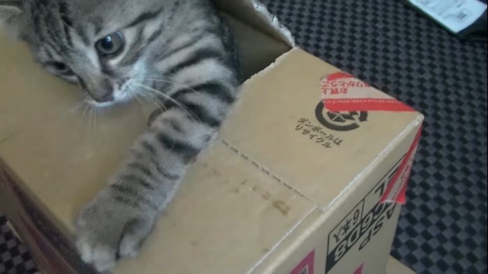 箱から出てきた猫