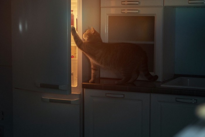 冷蔵庫を開けようとする猫