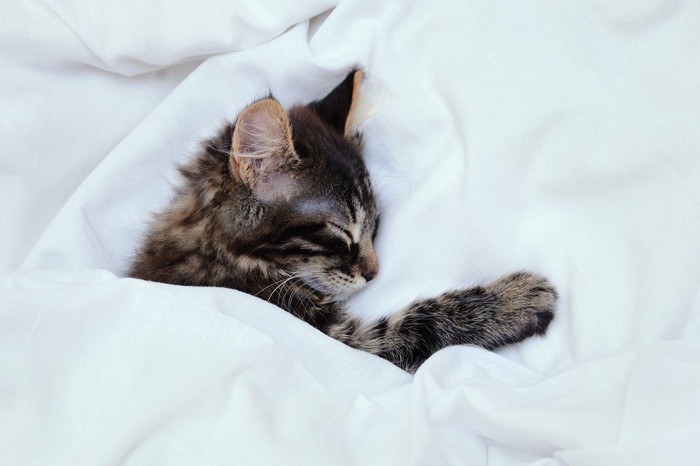 飼い主の布団で熟睡する猫