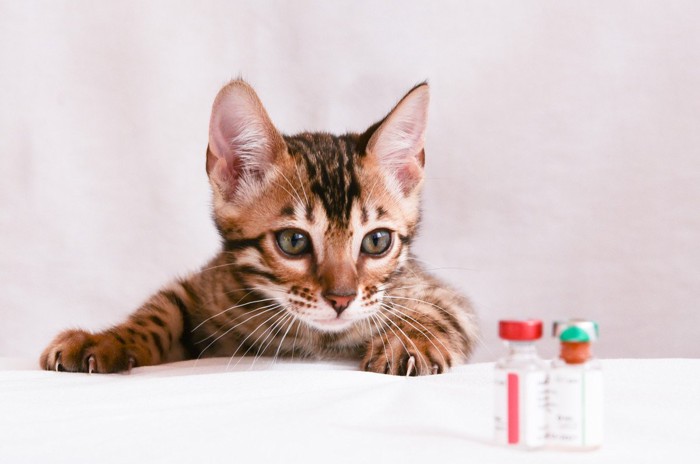 猫とワクチン