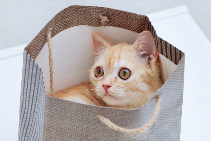 紙袋に全身入った子猫