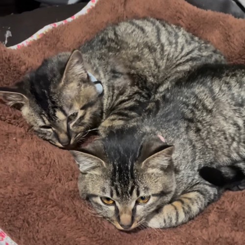 くっついて寝る2匹の子猫