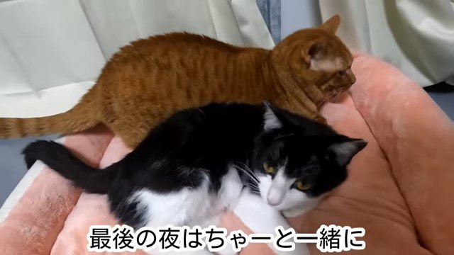ベッドの上の2匹の猫
